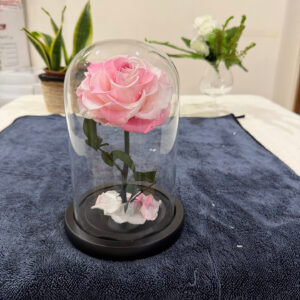 Rosa Preservada Rosa Campana